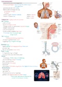 Tractus respiratorius en endocriene stelsel (anatomie en fysiologie)