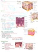 Derma en lymfestelsel (anatomie en fysiologie)