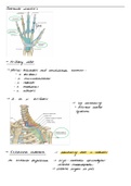 Samenvatting  Anatomie, Musculoskeletaal 2 (deel 2) (H. Hoekstra) BMW