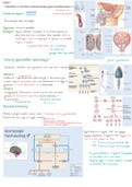 Tractus genitalis jaar 1 (anatomie en fysiologie)