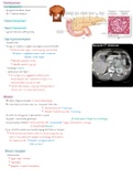 Endocriene pancreas jaar 1 (anatomie en fysiologie)