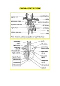 Circulatory system - Grade 12 Biology 
