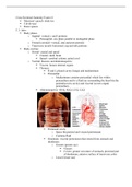 Cross Sectional Anatomy