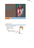Gross Anatomy of Cubital fossa and forearm Lecture Notes