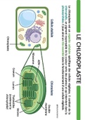 Fiche de révision numérique - Le chloroplaste