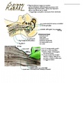 Spinaal kanaal - Dissectie