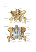samenvatting anatomie periode 1.4 fysiotherapie kennistoets (KT)