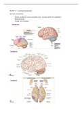 samenvatting neuro anatomie periode 2.1 fysiotherapie kennistoets (KT)