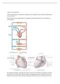 samenvatting anatomie periode 2.3 fysiotherapie kennistoets (KT)