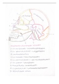 Handgetekende schets; Sagittale doorsnede schedel
