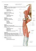 fysiotherapie anatomie blok 1.4, alle origo's, inserties en zenuwen