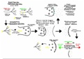Summary diagrams on biopsychology (electric transmission to synaptic transmission with the effects of drug usage and summation)