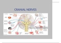 Cranial nerves 1,2, 3 ,4 ,6 Lecture notes ANATOMY  Essentials of Human Anatomy & Physiology, Global Edition, ISBN: 9781292216119