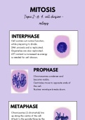 Stages of Mitosis Summary