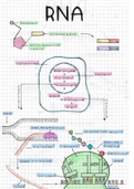 Samenvatting tekening Biologie - RNA