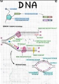 Samenvatting tekening Biologie - DNA