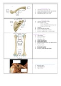 flash cards anatomie 4