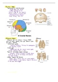 Skull anatomy 