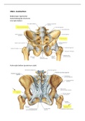Anatomie samenvatting 1.4 fysiotherapie