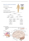 Samenvatting neuro-anatomie 2.1
