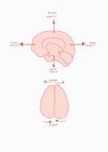 Comprehensive Summary the Adolescent Brain