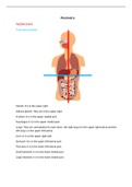 Planimetry and organs distribution