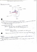 The Structure and Function of the Kidney Notes