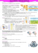 Resumen de clases COMPLETO: Tallo cerebral y nervios craneales.  Curso Fisiología I - Medicina - Universidad ICESI