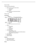 IGCSE Biology Theory Unit 2 Full Class Notes