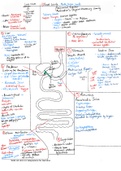WJEC Biology Unit 2.4 Digestive System Summary 