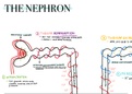 Summary Grade 11 Life Sciences (Biology) - Nephron detailed summary