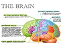 Summary  Grade 11 Life Sciences (Biology) - Detailed Brain Summary