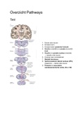 Neurobiologie Overzicht Pathways/Neuronpaden