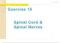 ANATOMY MISC / A&P I LAB - EXERCISE 19 (SPINAL CORD & SPINAL NERVES)-2 UPDATED