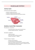 summary muscular system &lpar;basics&rpar;