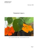 Horticultural report on nasturtiums