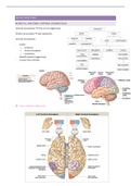 Samenvatting Neuro-anatomie periode 2.1