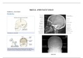 Basics of face and skull x rays