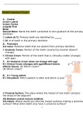 Dental Anatomy Exam 1 2022 With Complete Solution