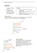Lipids - The Essentials - Revision Notes for A-Level Biology | AQA