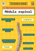 MÉDULA ESPINAL -Resumen  anatomía medula espinal  (18001)