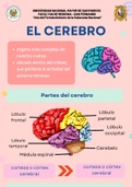 el cerebro y sus funciones anatomía