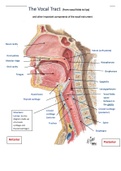 Labeled Vocal Tract