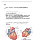 Samenvatting anatomie hart en bloedsomloop 