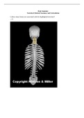 BIOLOGY 24011 08 Vertebral skeletal Anatomy and Articulation Answer Key