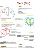 Anatomie Herz Grundlagen