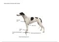 Canine Anatomy: Joints 
