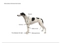 Canine thoracic limb bones 