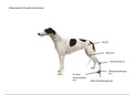 Canine pelvic limb joints