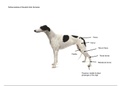 Canine pelvic limb bones